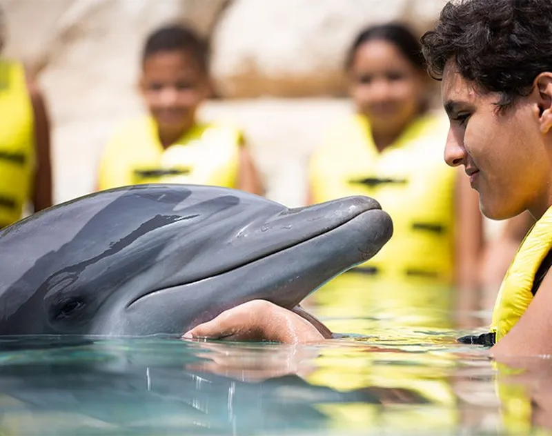 About Dolphinaris  carousel image 3