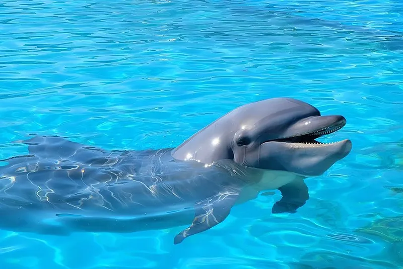 Bienestar y cuidado en Dolphinaris 2