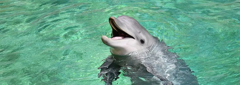 The Relationship Between Dolphins and the Interdisciplinary Team 1